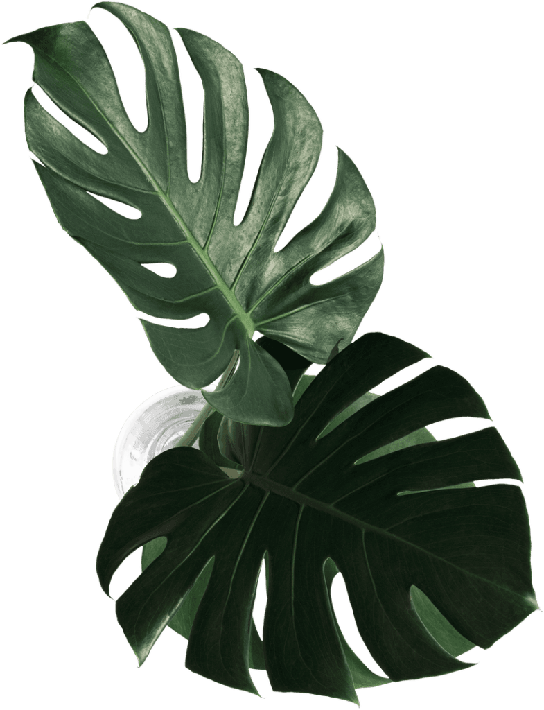 big leaf for decoration