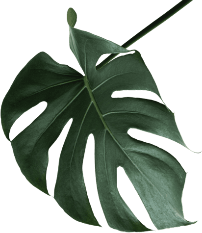 dish and leaf image for website decoration 