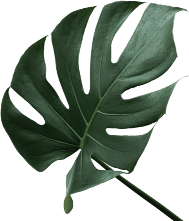 dish and leaf image for website decoration 