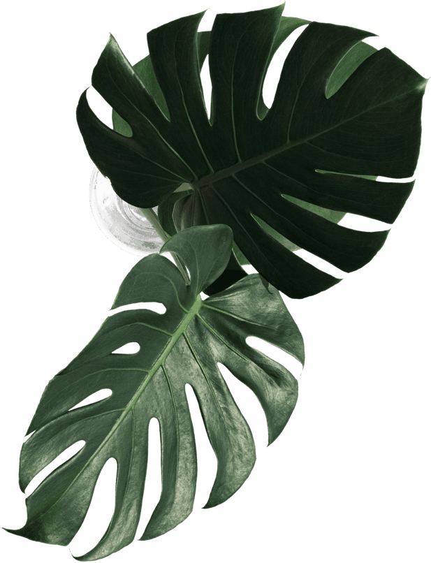 leaf