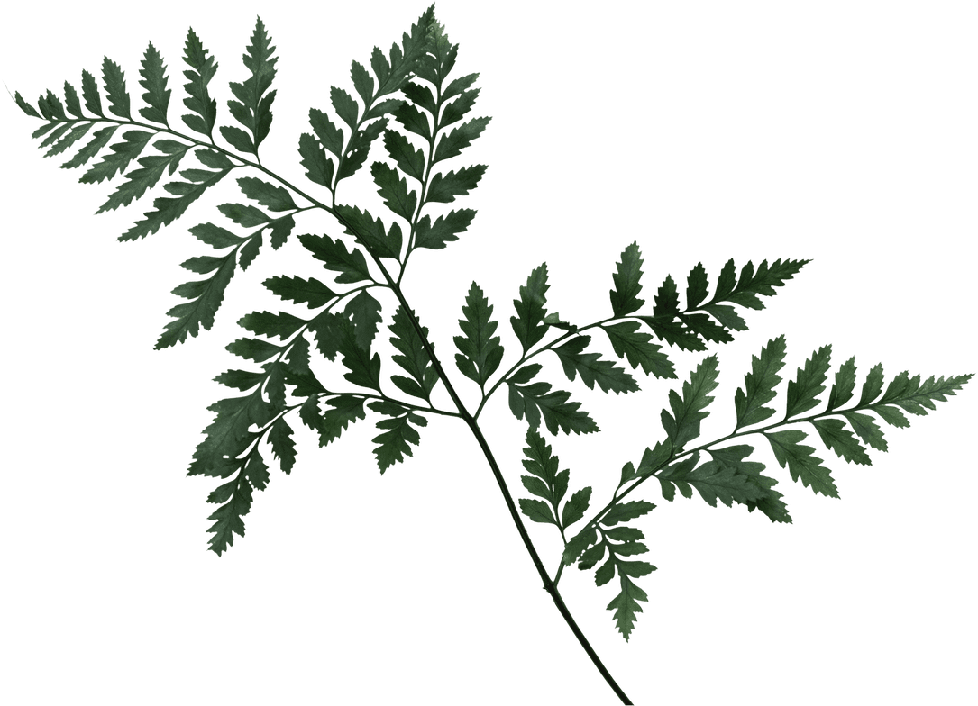 Image for decoration