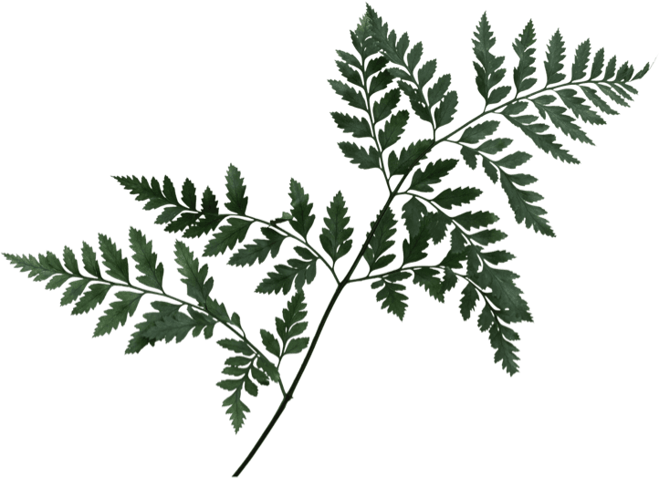 dish and leaf image for website decoration 